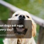 Can dogs eat eggs every day